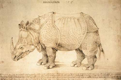 Rhinoceron. Albrecht Dürer. 1515.